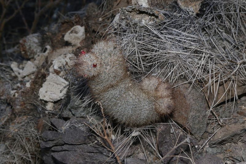 Mammillaria pottsii, photographed by Reid Hardin
