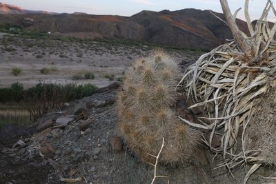 Echinocereus stramineus, photographed by Reid Hardin