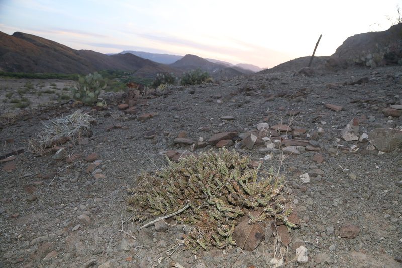 Grusonia aggeria, photographed by Reid Hardin
