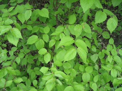 Viburnum rafinesqueanum, photographed by rboles