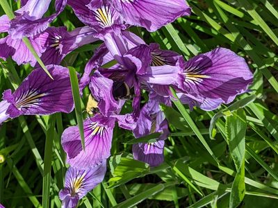 Iris tenax, photographed by David Anderson