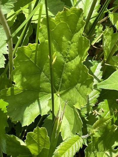 Heuchera caroliniana, photographed by Becky Dill