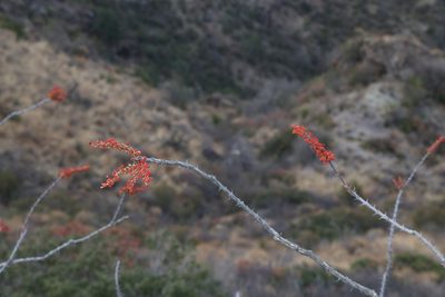 Fouquieria splendens, photographed by Reid Hardin
