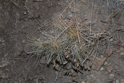 Echinocereus stramineus, photographed by Reid Hardin
