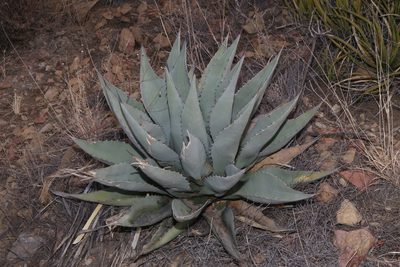 Agave havardiana, photographed by Reid Hardin