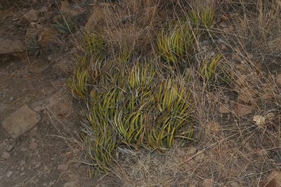 Agave lechuguilla, photographed by Reid Hardin