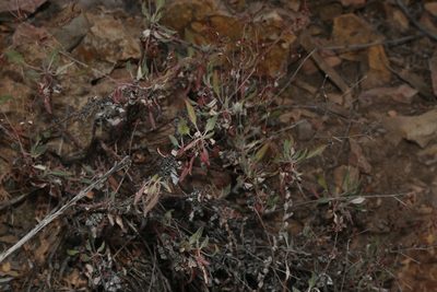 Eriogonum jamesii, photographed by Reid Hardin
