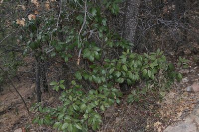Arbutus xalapensis, photographed by Reid Hardin
