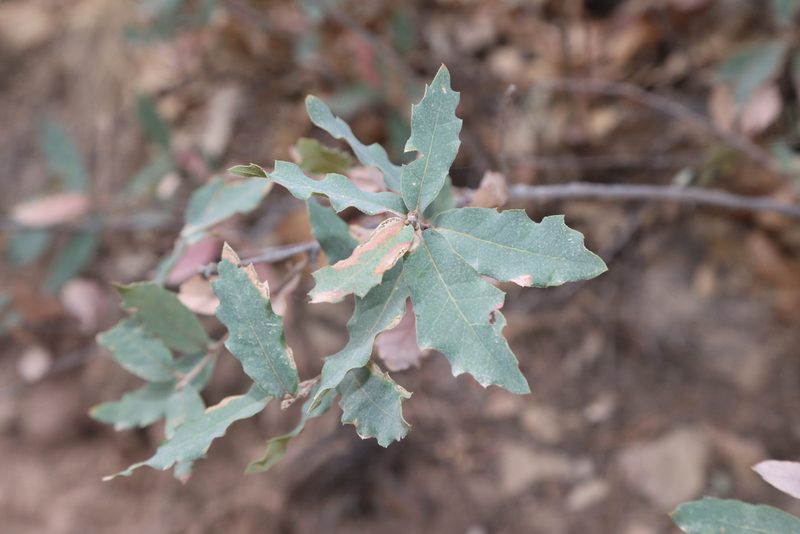 Quercus grisea, photographed by Reid Hardin