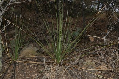 Nolina erumpens, photographed by Reid Hardin