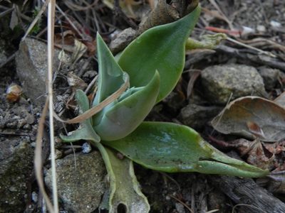 Dudleya cymosa, photographed by James C. Davis