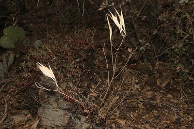 Asclepias texana
