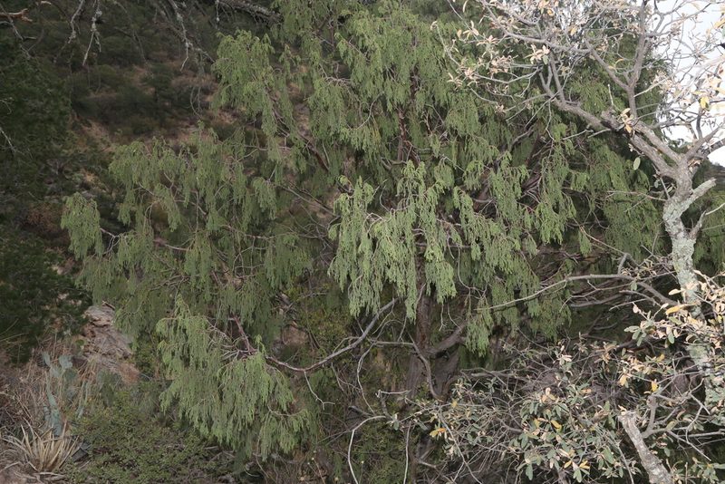 Juniperus flaccida, photographed by Reid Hardin