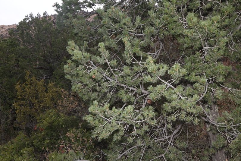 Pinus cembroides, photographed by Reid Hardin