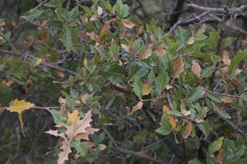Quercus emoryi, photographed by Reid Hardin