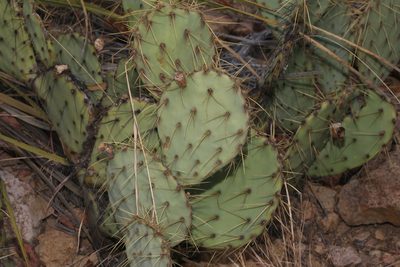 Opuntia chisosensis, photographed by Reid Hardin
