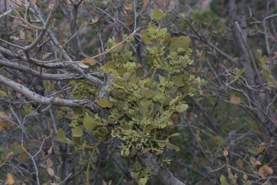 Phoradendron coryae, photographed by Reid Hardin
