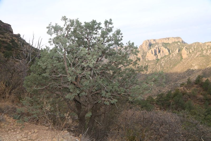 Juniperus deppeana, photographed by Reid Hardin