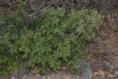 Rhus virens, photographed by Reid Hardin
