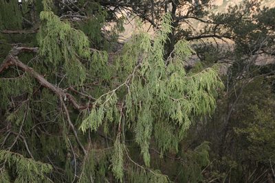 Juniperus flaccida, photographed by Reid Hardin