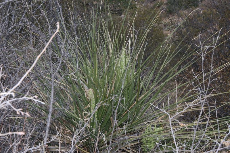 Nolina erumpens, photographed by Reid Hardin