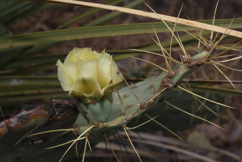Opuntia chisosensis, photographed by Reid Hardin