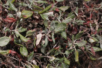 Eriogonum jamesii, photographed by Reid Hardin