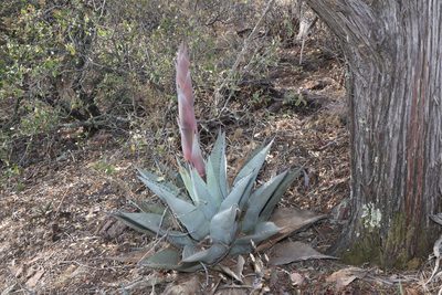 Agave havardiana, photographed by Reid Hardin