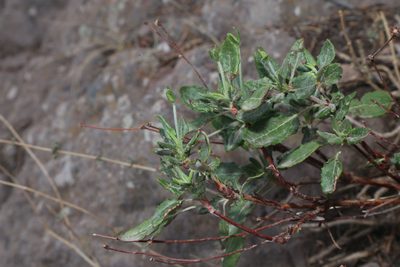 Eriogonum jamesii, photographed by Reid Hardin