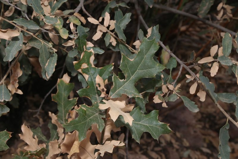 Quercus gravesii, photographed by Reid Hardin