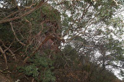 Arbutus xalapensis