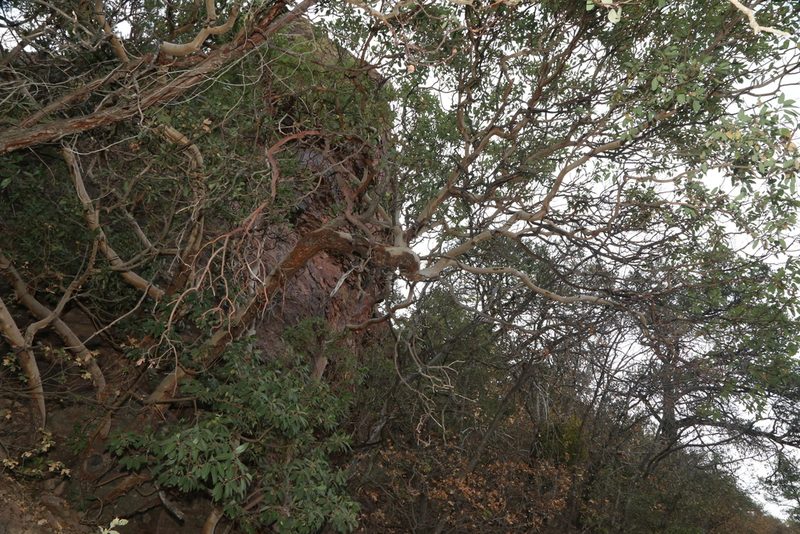 Arbutus xalapensis, photographed by Reid Hardin