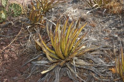 Agave lechuguilla, photographed by Reid Hardin
