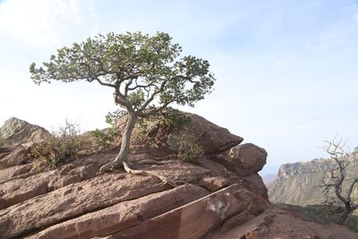 Pinus cembroides, photographed by Reid Hardin