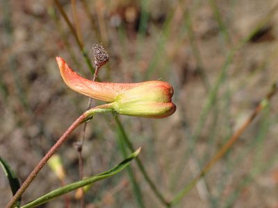 Delphinium cardinale, photographed by George Williams