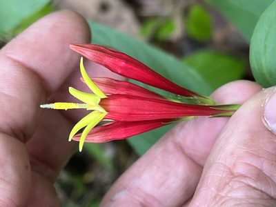 Spigelia marilandica, photographed by Brian Finzel