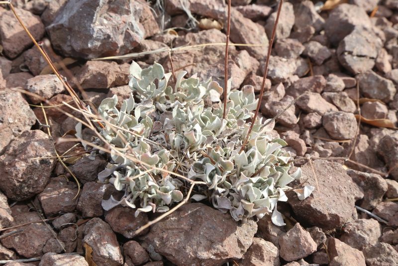 Eriogonum tenellum, photographed by Reid Hardin