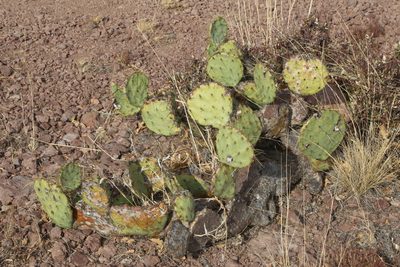 Opuntia chisosensis, photographed by Reid Hardin