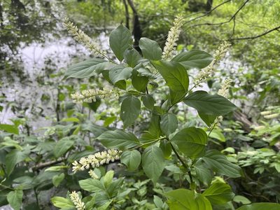 Itea virginica, photographed by Brian Finzel