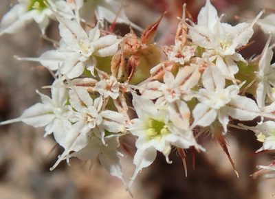 Chorizanthe diffusa, photographed by Henrik Kibak