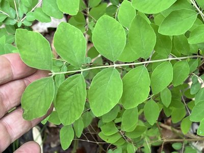 Symphoricarpos orbiculatus, photographed by Brian Finzel