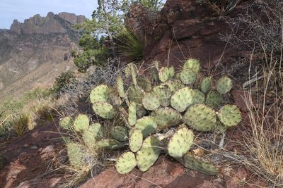 Opuntia chisosensis, photographed by Reid Hardin