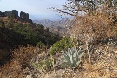 Agave havardiana, photographed by Reid Hardin