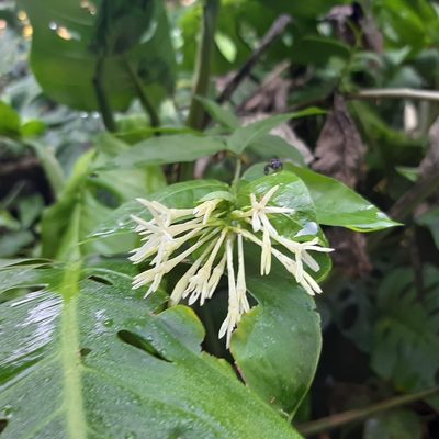 Cestrum nocturnum, photographed by Arthur de Jesús Chavarría Pérez
