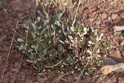 Eriogonum jamesii, photographed by Reid Hardin