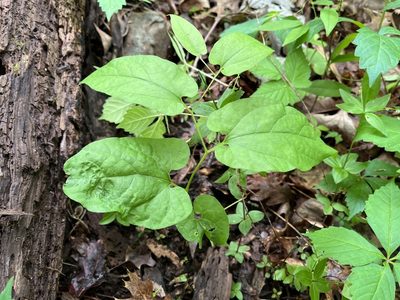 Aristolochia serpentaria, photographed by Brian Finzel