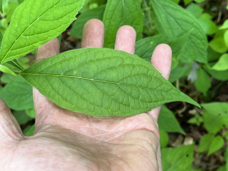Hybanthus concolor, photographed by Brian Finzel