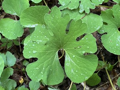 Sanguinaria canadensis, photographed by Brian Finzel