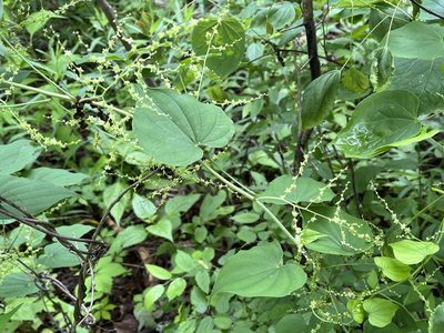 Dioscorea villosa, photographed by Brian Finzel