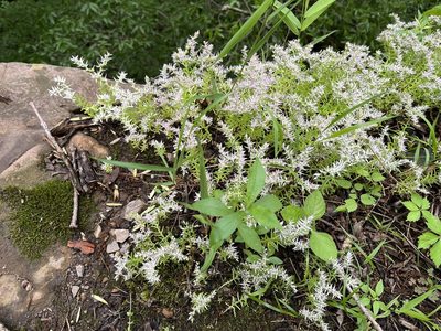Sedum pulchellum, photographed by Brian Finzel